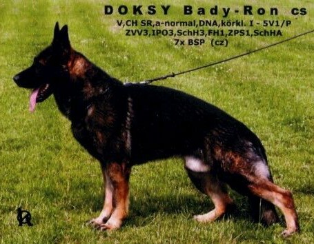 Doksy Bady-Ron 5V1-P 1tř. 2xCACIB,7xÚM ČR IPO - SchH
